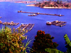 Farming the Waters Documentary